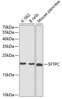 SFTPC Antibody