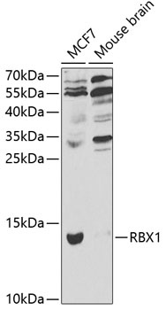 RBX1 Antibody
