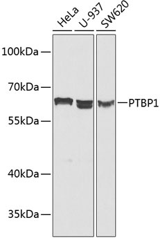 PTBP1 Antibody