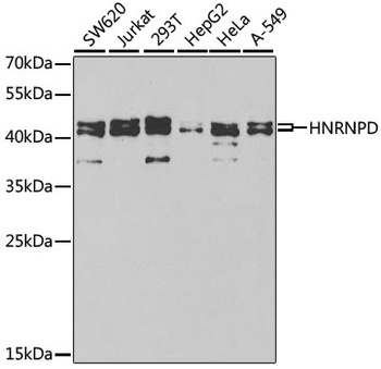 HNRNPD Antibody