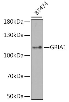GRIA1 Antibody