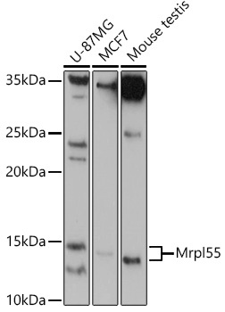Mrpl55 Antibody