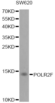 POLR2F Antibody