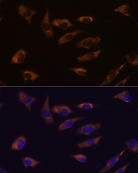 FSTL4 Antibody