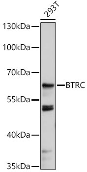 BTRC Antibody