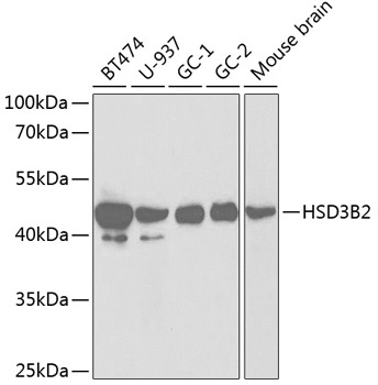 HSD3B2 Antibody