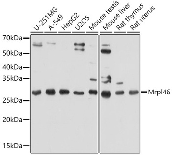 Mrpl46 Antibody