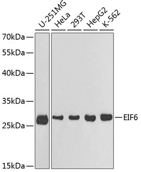 EIF6 Antibody