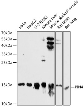PIN4 Antibody