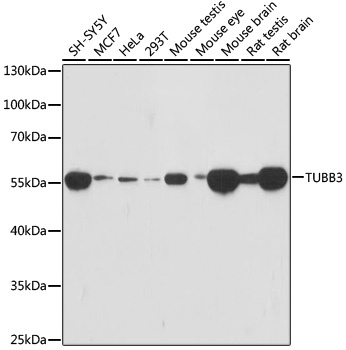 TUBB3 Antibody