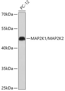 MAP2K1/MAP2K2 Antibody