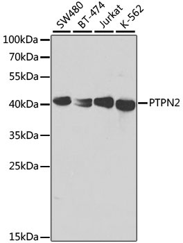 PTPN2 Antibody