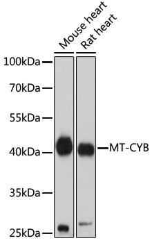 MT-CYB Antibody