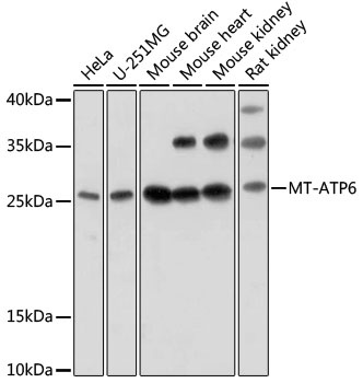 MT-ATP6 Antibody