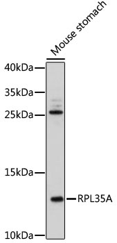 RPL35A Antibody