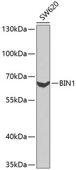 BIN1 Antibody