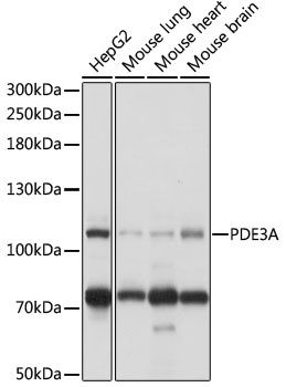 PDE3A Antibody