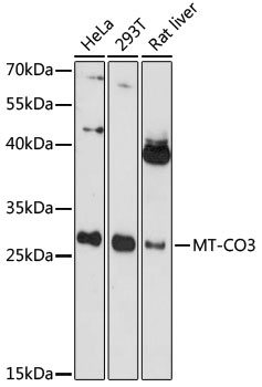 MT-CO3 Antibody