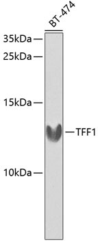 TFF1 Antibody