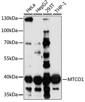 MTCO1 Antibody