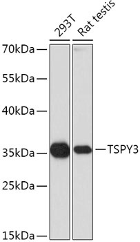 TSPY3 Antibody
