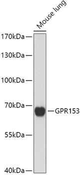 GPR153 Antibody