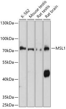 MSL1 Antibody
