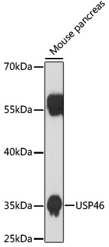 USP46 Antibody