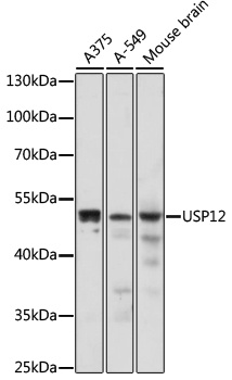 USP12 Antibody