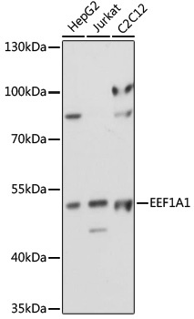 EEF1A1 Antibody