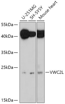 VWC2L Antibody