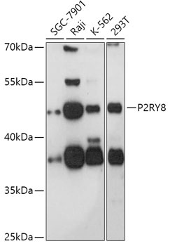 P2RY8 Antibody