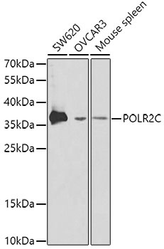 POLR2C Antibody