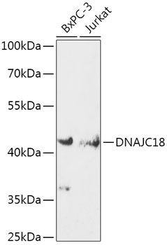 DNAJC18 Antibody