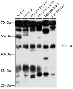 FBXL14 Antibody
