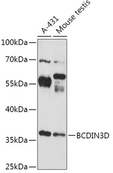BCDIN3D Antibody