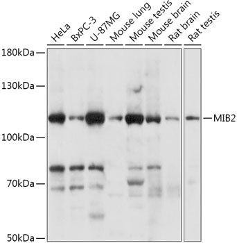 MIB2 Antibody