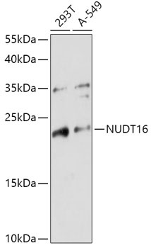 NUDT16 Antibody