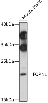 FOPNL Antibody