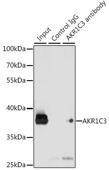 AKR1C3 Antibody