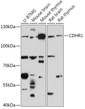 CDHR1 Antibody