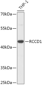 RCCD1 Antibody