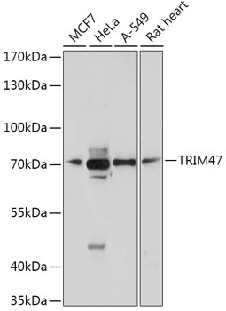 TRIM47 Antibody