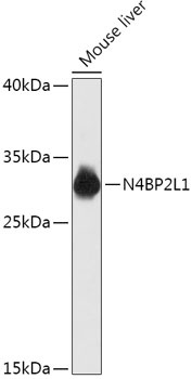 N4BP2L1 Antibody