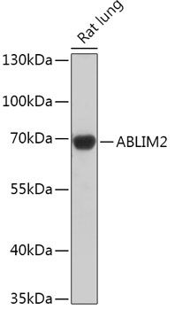 ABLIM2 Antibody