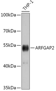 ARFGAP2 Antibody