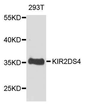 KIR2DS4 Antibody