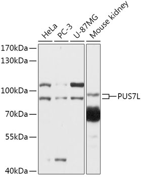 PUS7L Antibody