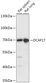 DCAF17 Antibody