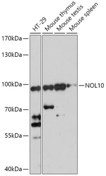 NOL10 Antibody